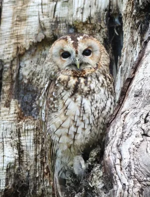Òliba Òliva camuflada entre un tronc d'un arbre